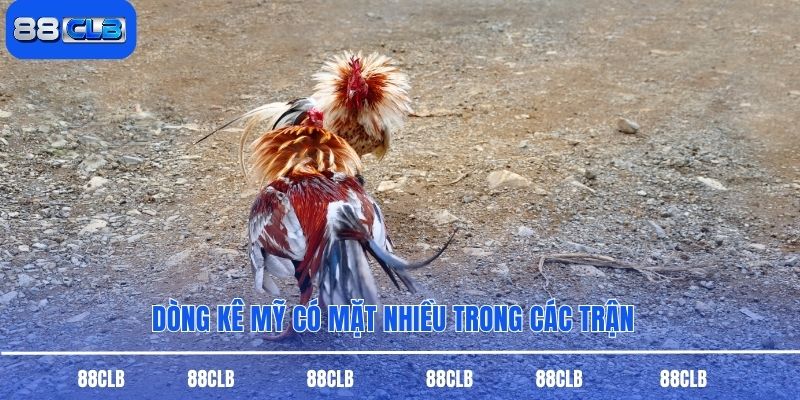 Dòng kê Mỹ có mặt nhiều trong các trận