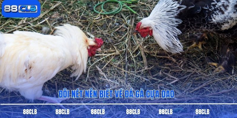 Đôi nét nên biết về đá gà cựa dao