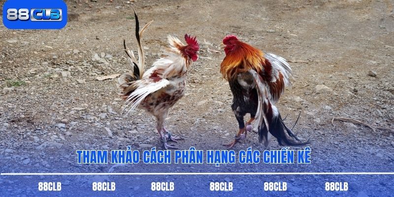 Tham khảo cách phân hạng các chiến kê