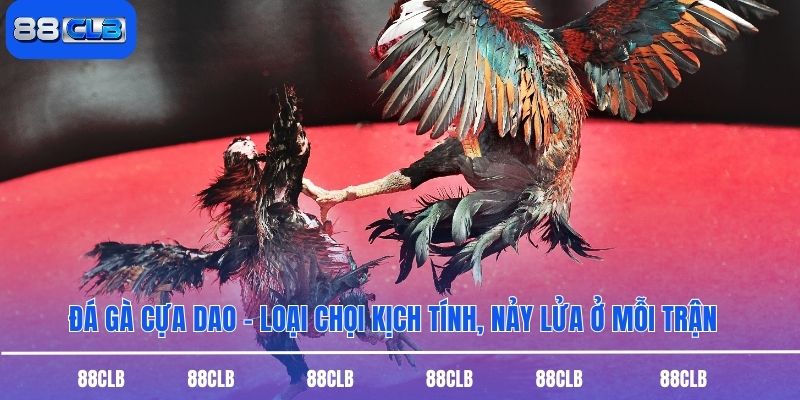 Đá Gà Cựa Dao - Loại Chọi Kịch Tính, Nảy Lửa Ở Mỗi Trận