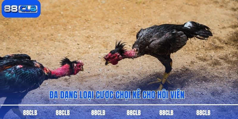 Đa dạng loại cược chọi kê cho hội viên