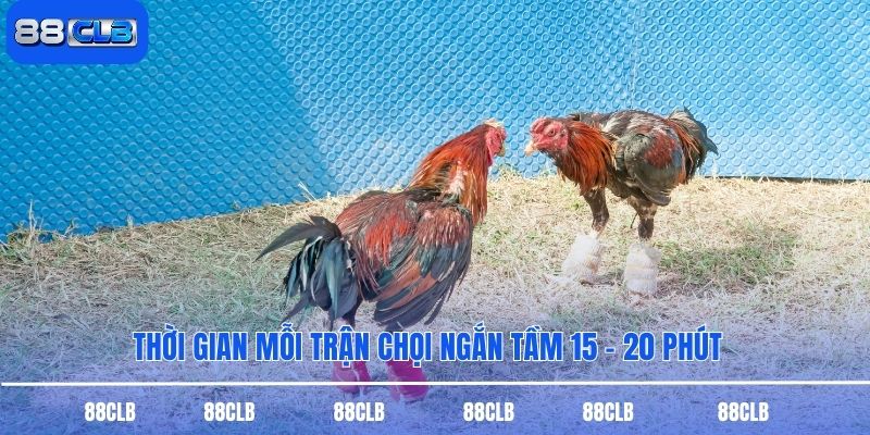 Thời gian mỗi trận chọi ngắn tầm 15 - 20 phút
