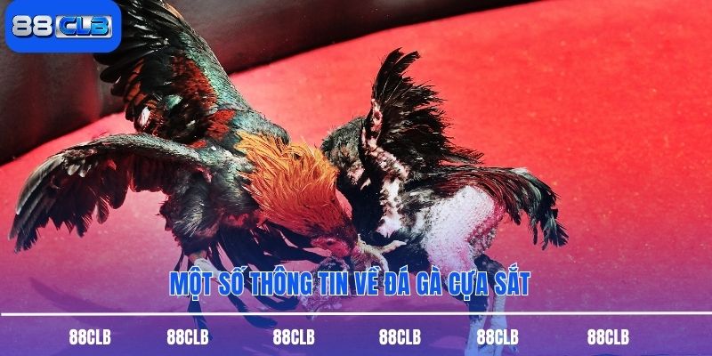 Một số thông tin về đá gà cựa sắt