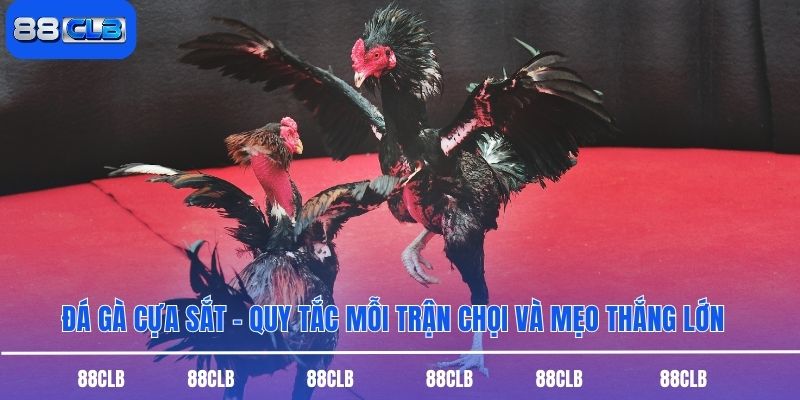 Đá Gà Cựa Sắt - Quy Tắc Mỗi Trận Chọi Và Mẹo Thắng Lớn